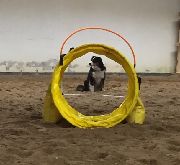 Hoopers Agility bei Jobs for Dogs