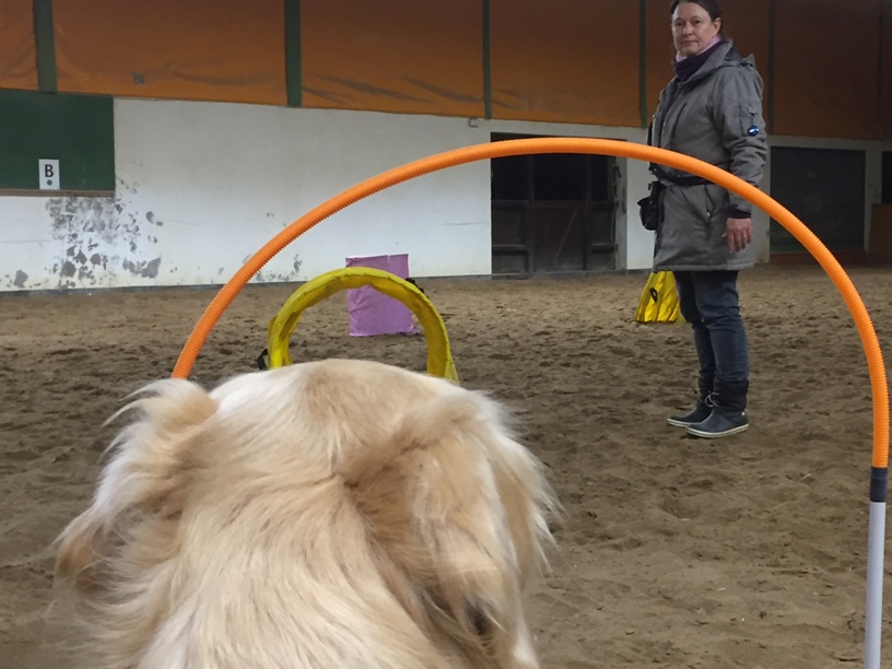 Hoopers Agility bei Jobs for Dogs